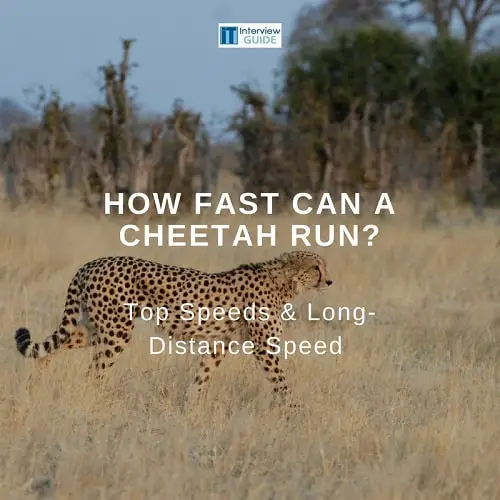 how fast can a cheetah run
