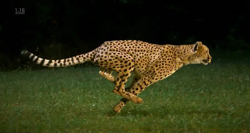 cheetah running