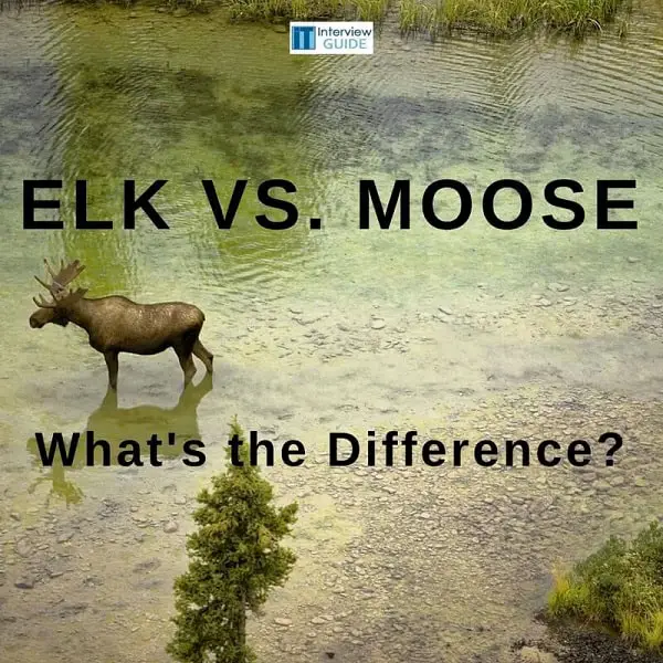 elk vs moose differences