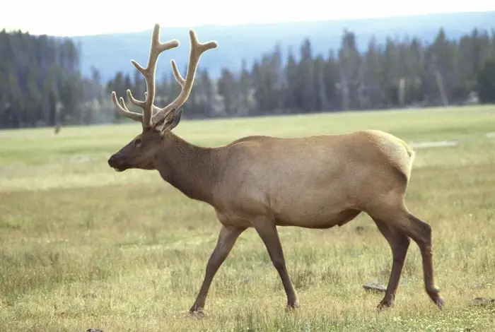 adult elk or wapiti