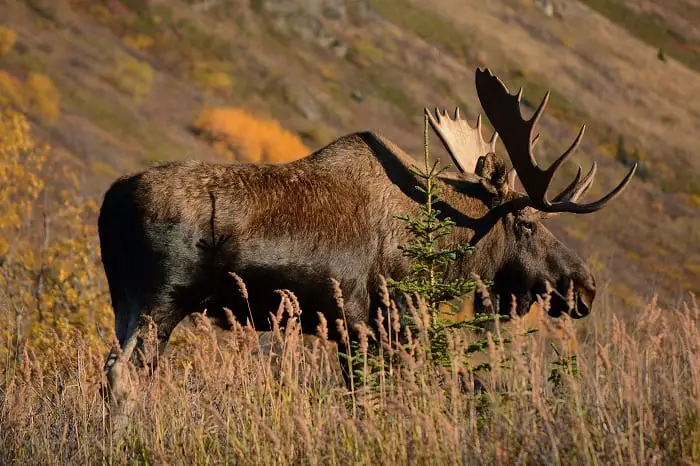 adult male moose